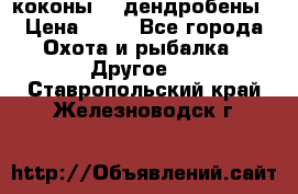 коконы    дендробены › Цена ­ 25 - Все города Охота и рыбалка » Другое   . Ставропольский край,Железноводск г.